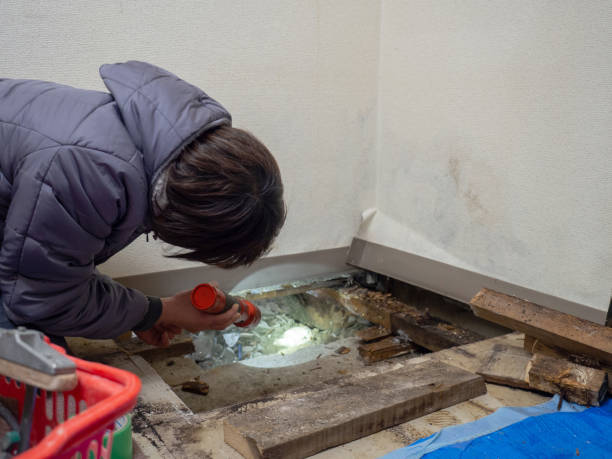 Mold Odor Removal Services in Homer Glen, IL