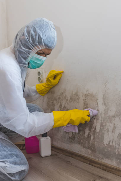 Best Crawl Space Mold Remediation  in Homer Glen, IL