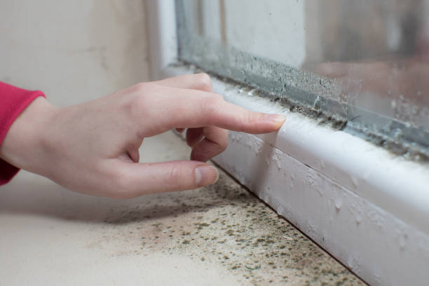 Best Mold Prevention Services  in Homer Glen, IL